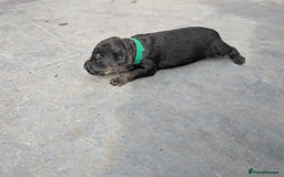 German Shepherd dogs for sale: Gorgeous Black German Shepherd Puppies. - Image 33