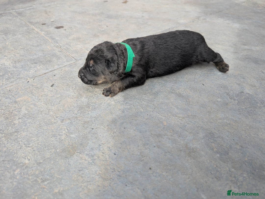 German Shepherd dogs for sale: Gorgeous Black German Shepherd Puppies. - Image 33
