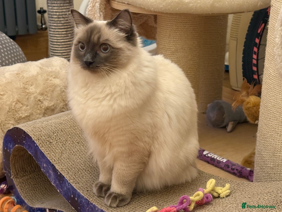 Ragdoll cats for sale: GCCF REGISTERED Ragdoll Kitten Blue Colourpoint - Advert 1