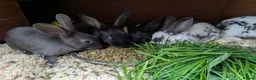 English rabbits for sale: Yurvac vaccinated purebred baby English rabbits! - Advert 7