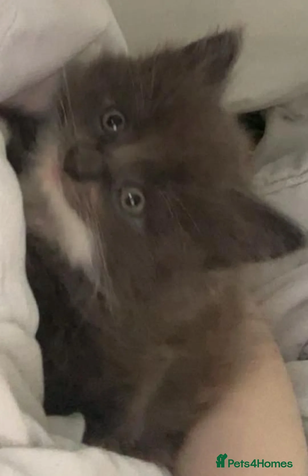 Turkish Angora cats for sale: 3 beautiful kittens angora mixed breed  - Advert 10