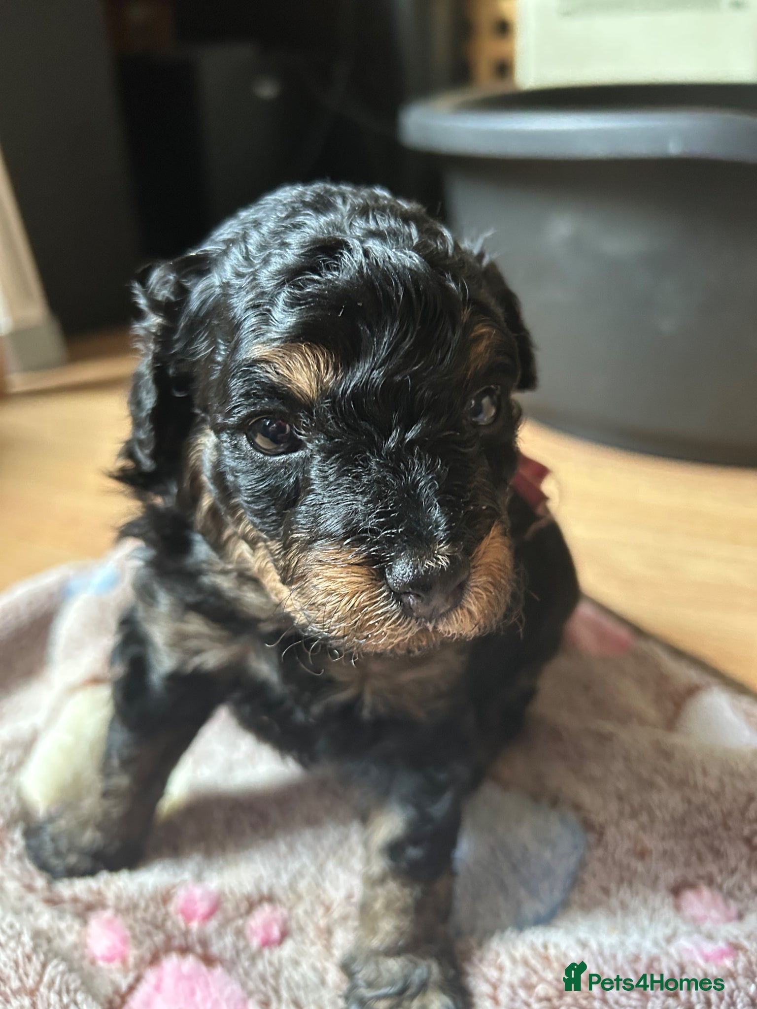 Maltipoo dogs Maltipoo puppy 1 female Black and Tan left - Advert 1