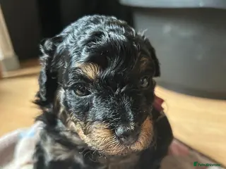 Maltipoo dogs Maltipoo puppy 1 female Black and Tan left - Advert 1