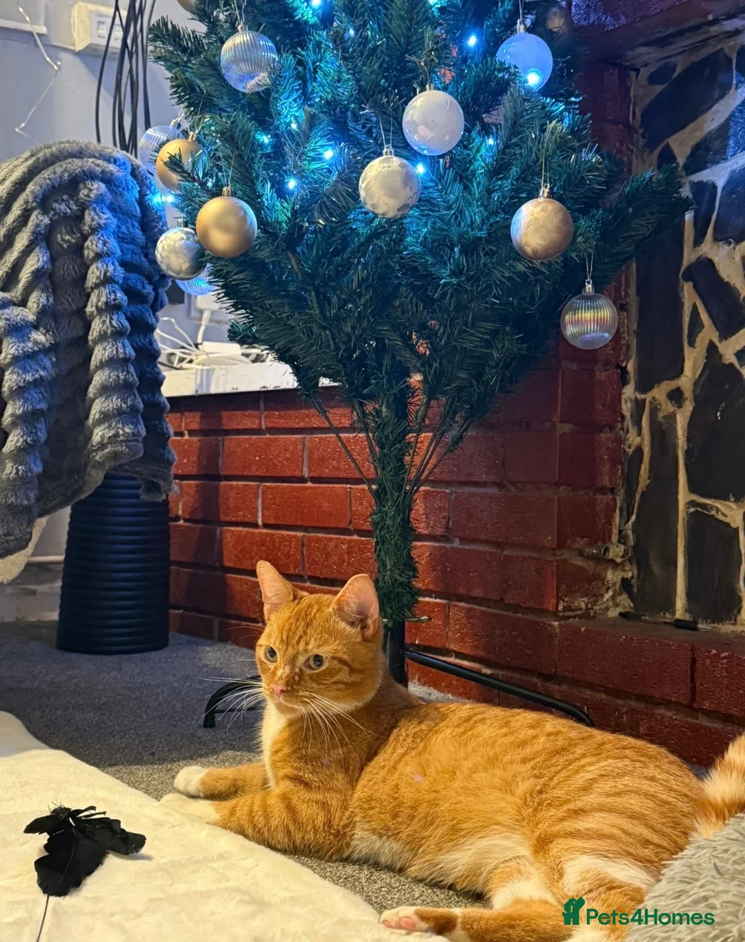 Mixed Breed cats for sale: Male Cat Looking for a New Home 🐾 - Advert 1
