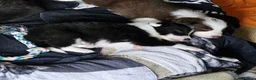Border Collie dogs for sale: Fluffy male purebred border collie puppies  - Advert 3