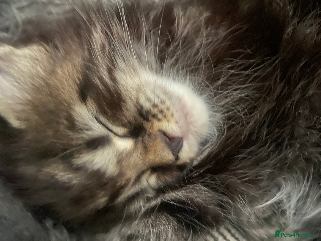 Maine Coon cats for sale: Half Main Coon and Ragdoll - Image 4