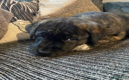 Mixed Breed dogs for sale: Rottweiler cross Akita (rokita) - Image 10