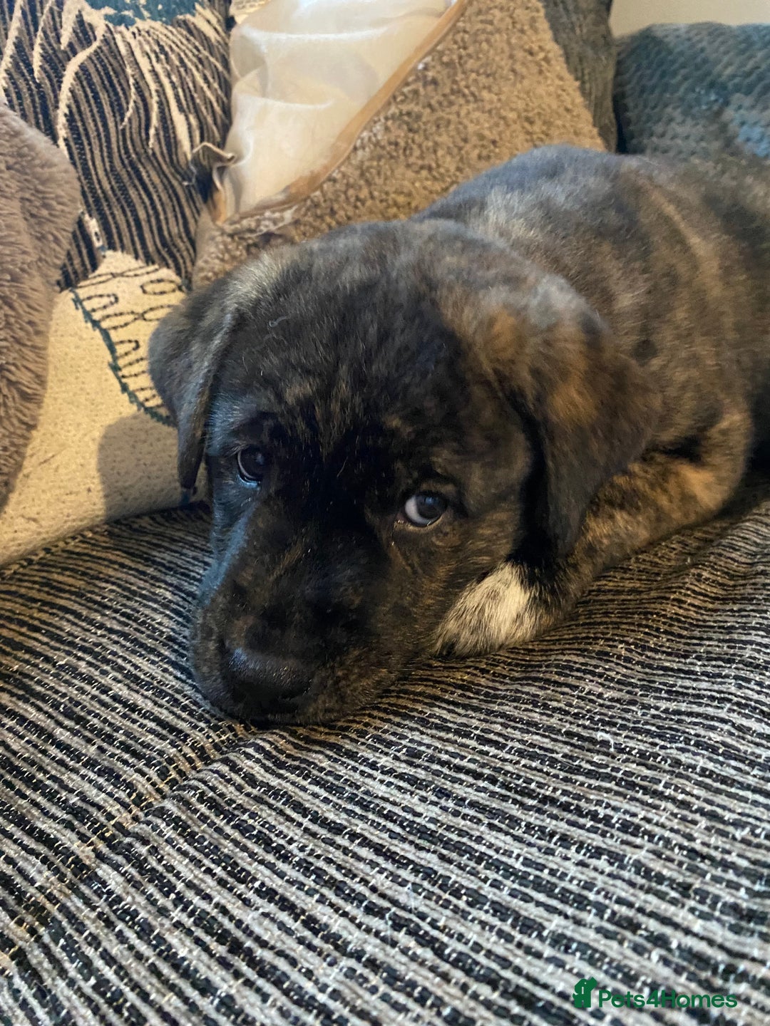 Mixed Breed dogs for sale: Rottweiler cross Akita (rokita) - Image 10