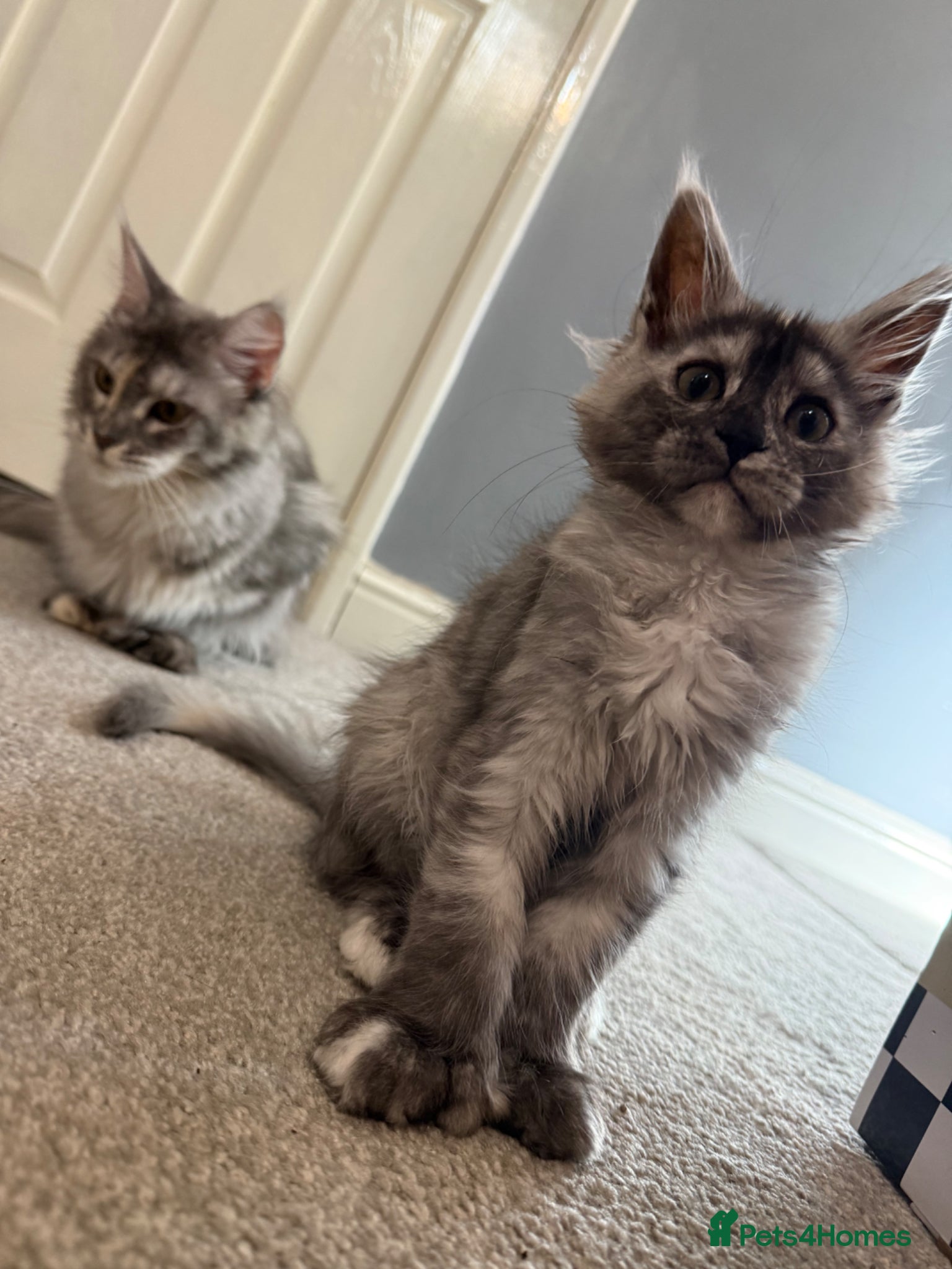 Maine Coon cats Last girl available! high silver Maine coon kitten - Advert 4