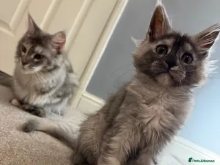Maine Coon cats Last girl available! high silver Maine coon kitten - Advert 4