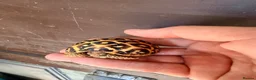 Tortoise reptiles for sale: Indian star tortoise  - Advert 12