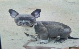 American Bully dogs for sale: Exotic American bully pups blood lines of bitcoin  - Image 23