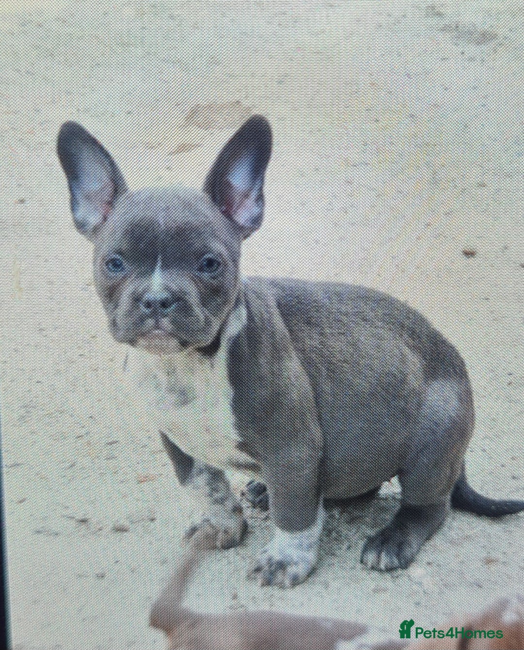 American Bully dogs for sale: Exotic American bully pups blood lines of bitcoin  - Image 23