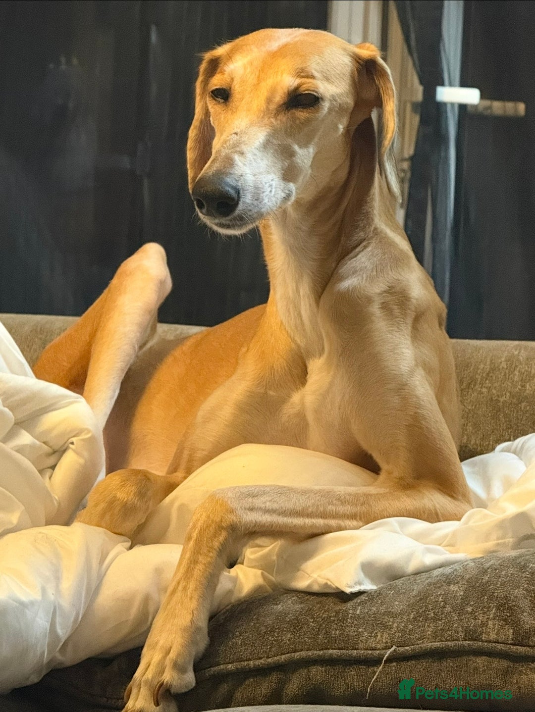 Mixed Breed dogs for sale: Myla Lurcher x Doberman - Advert 10