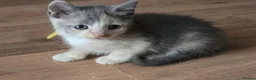 Mixed Breed cats for sale: Gorgeous playfull kittens - Advert 8