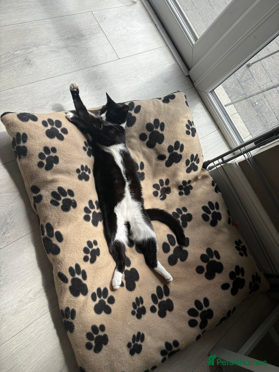 Domestic Shorthair cats for sale: Kittens for sale🥰! - Image 6