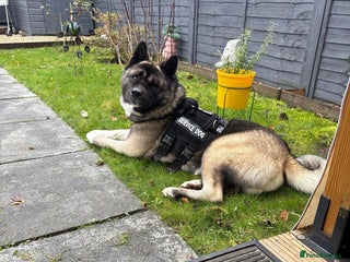 Akita dogs 2 year old male Akita - Advert 6