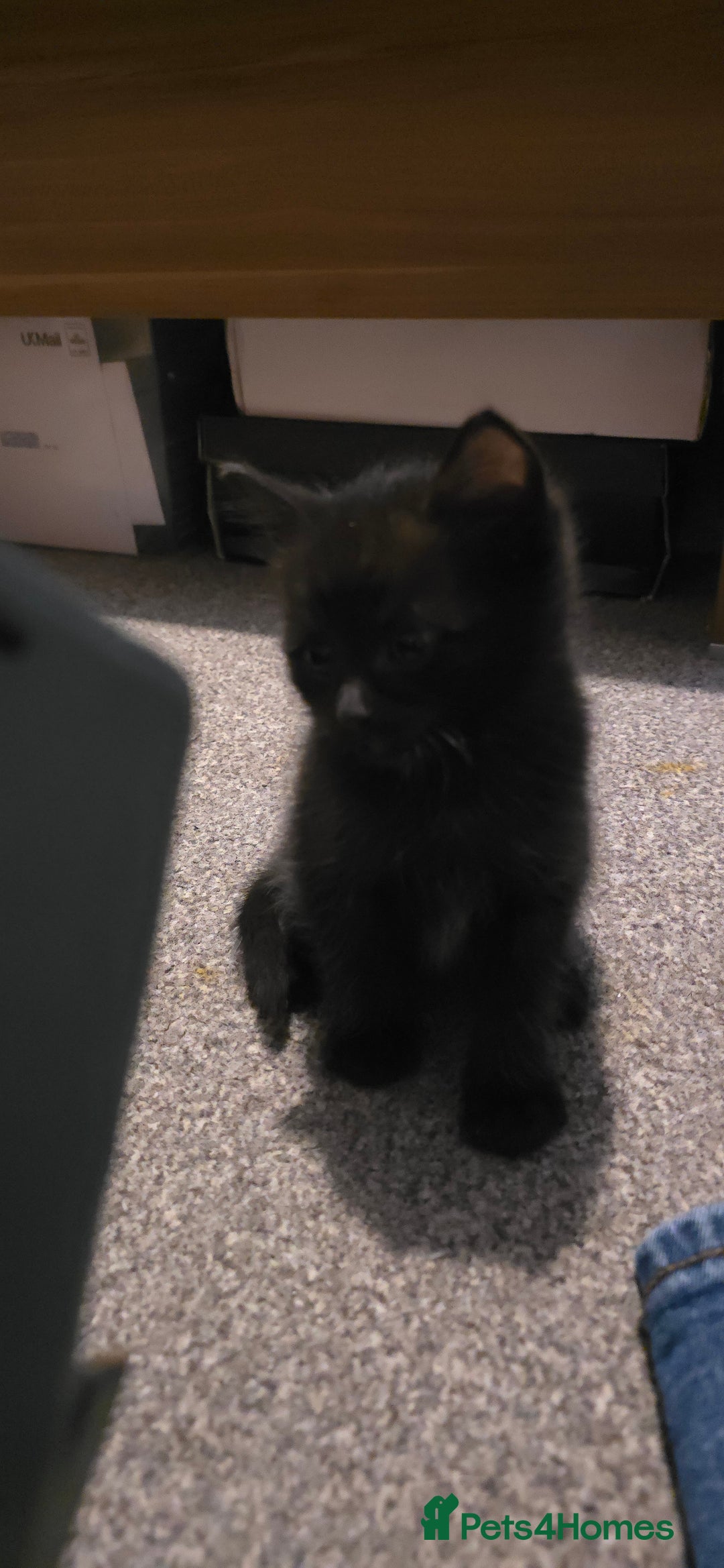 British Longhair cats for sale: Three beautiful kittens left  - Advert 4