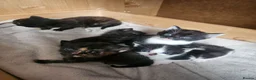 Mixed Breed cats for sale: Kittens - long hair - calico - Advert 3