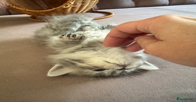 British Longhair cats - Advert 7