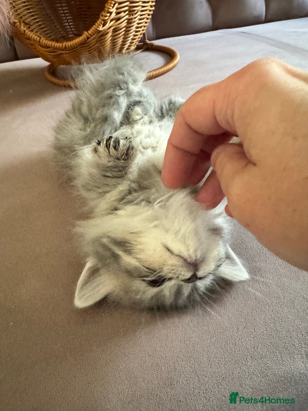 British Longhair cats for sale: British Long Hair Kittens - Image 3