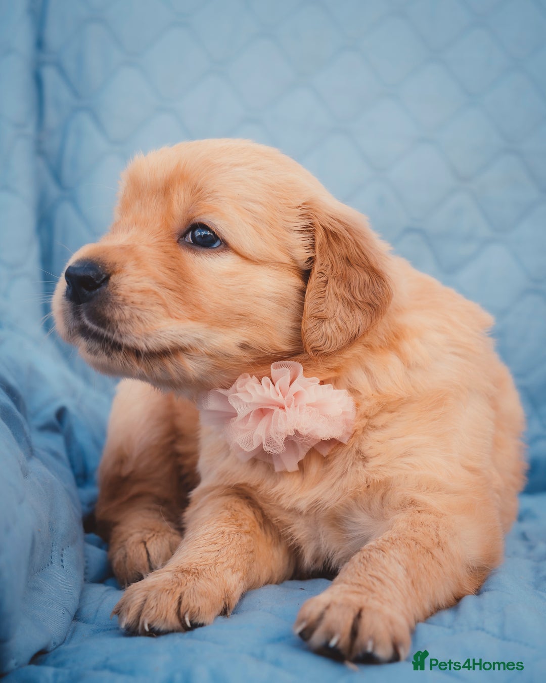 Golden Retriever dogs for sale: Golden Retriever Puppies KC Dad  - Image 27