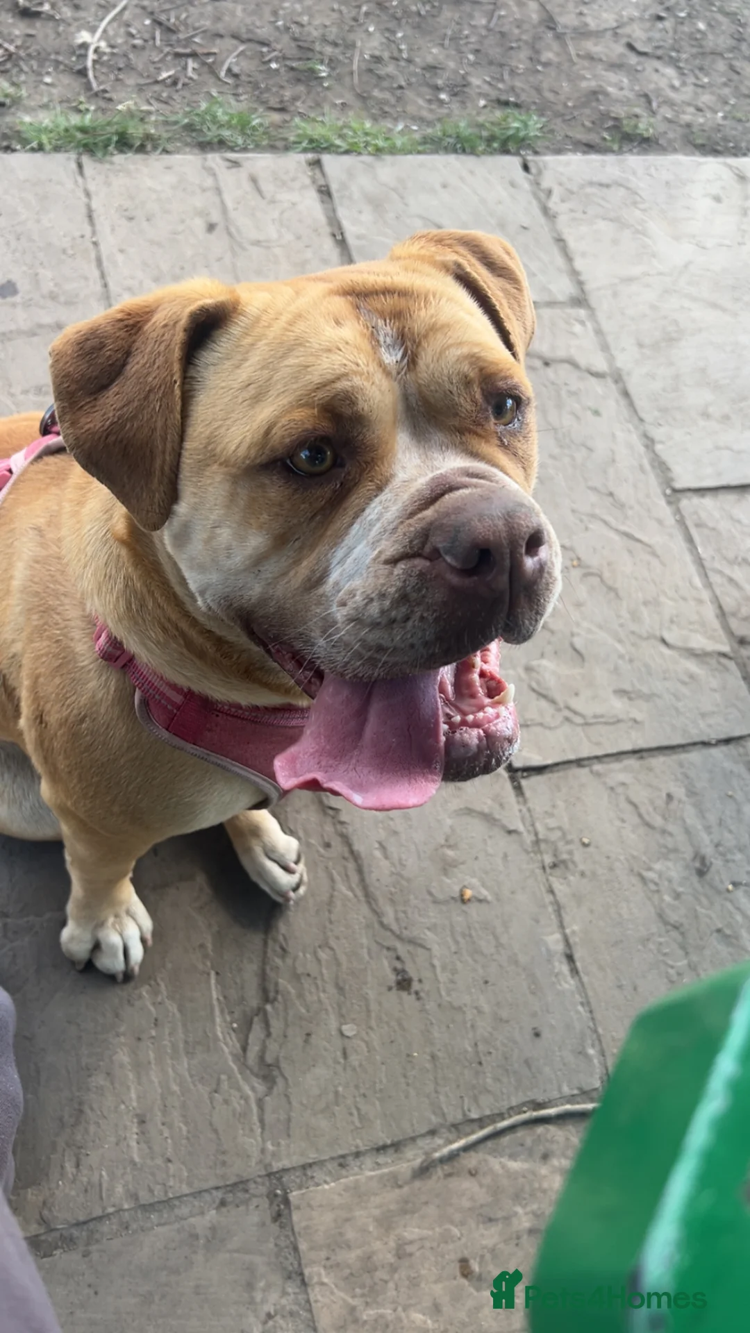 Dorset Olde Tyme Bulldogge dogs for sale: Forever homes  in Wakefield - Advert 2