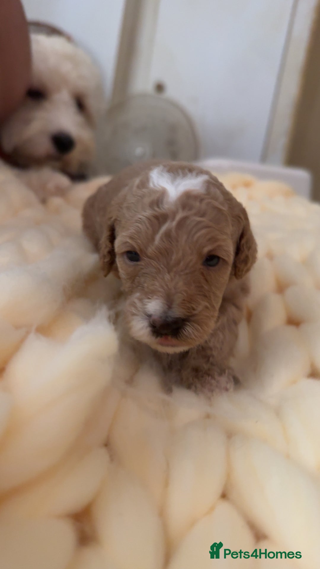 Toy Poodle dogs for sale: Toy poodles for sale  - Image 9