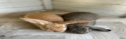 Mixed Breed rabbits for sale: Pair of neutered rabbits - Advert 5