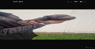 Staffordshire Bull Terrier dogs - Advert 13