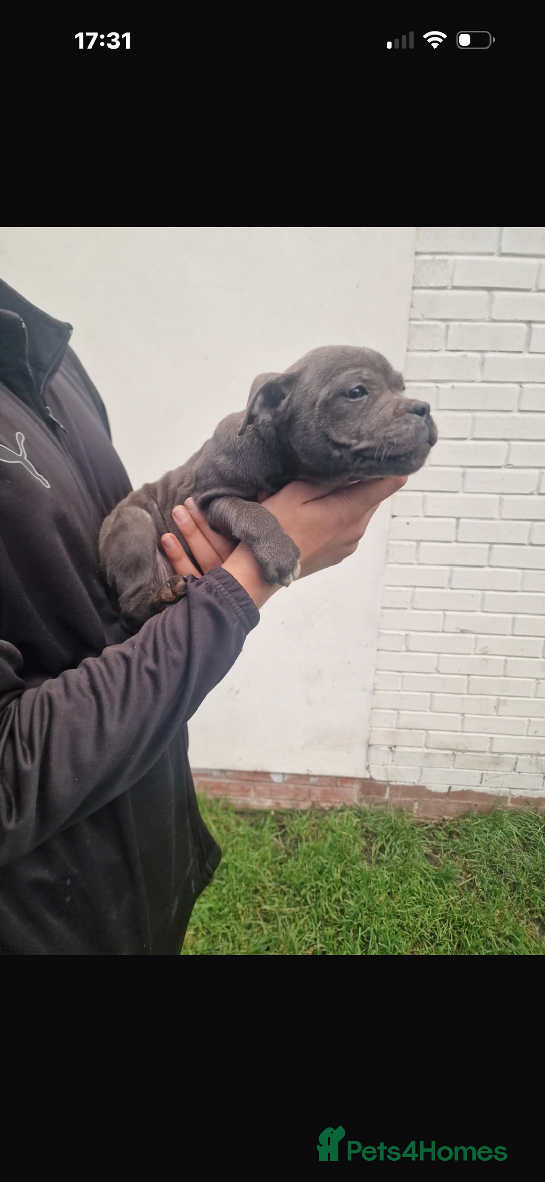 Staffordshire Bull Terrier dogs for sale: Pure blue staffy puppies ready to go - Image 2