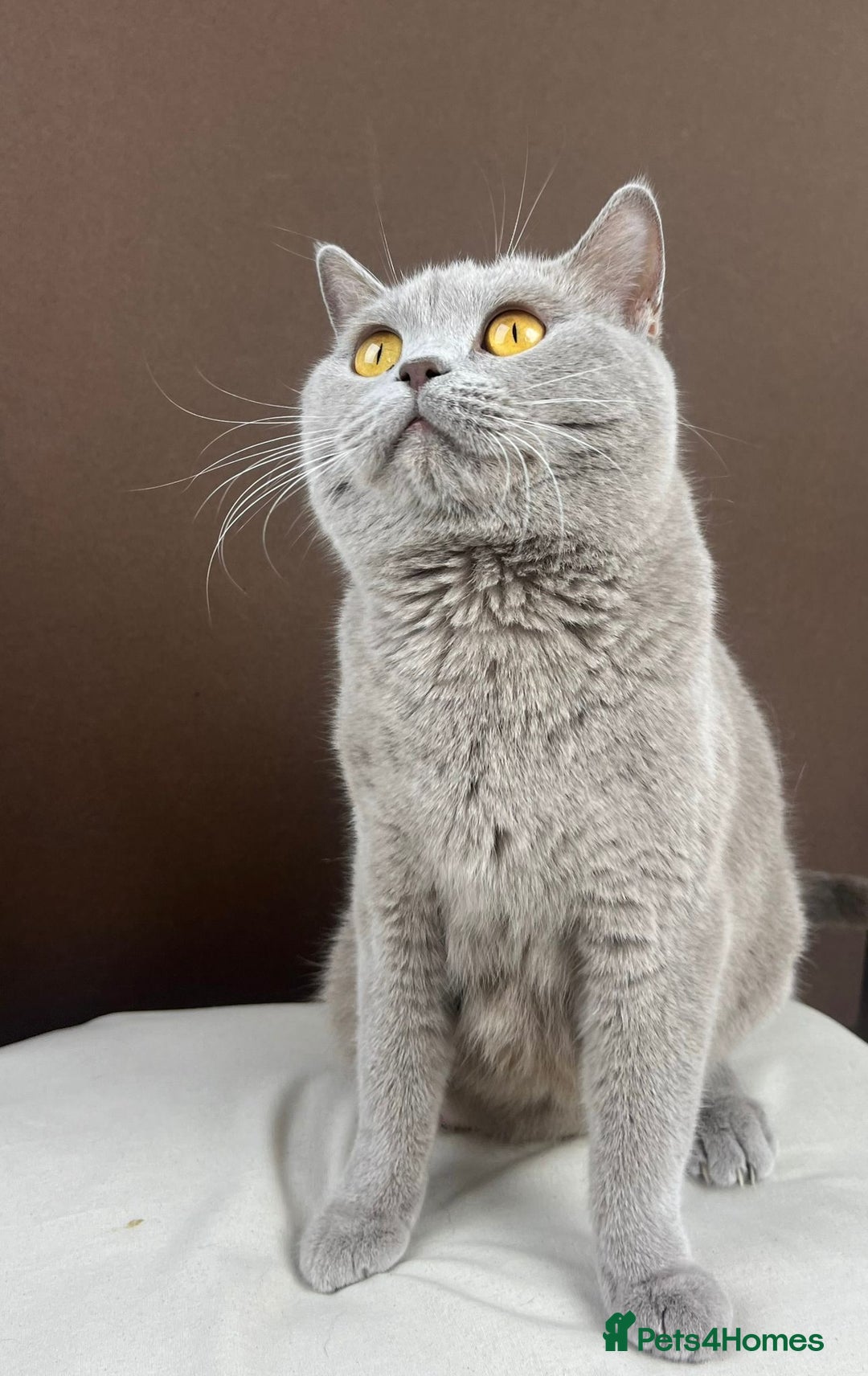 British Shorthair cats for sale: 5 Star - BSH Litter (Two Cinnamon, Fawn & Lilac) - Image 21