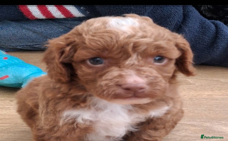 Cockapoo dogs - Advert 4