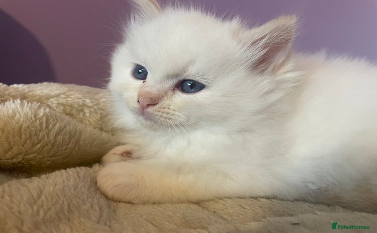 Ragdoll cats - Advert 4