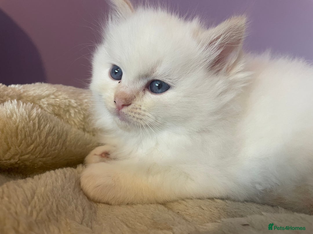 Ragdoll cats for sale:  Beautiful Ragdoll Kittens * 3 BoYs *  - Image 4