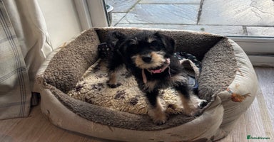 Mixed Breed dogs - Advert 1