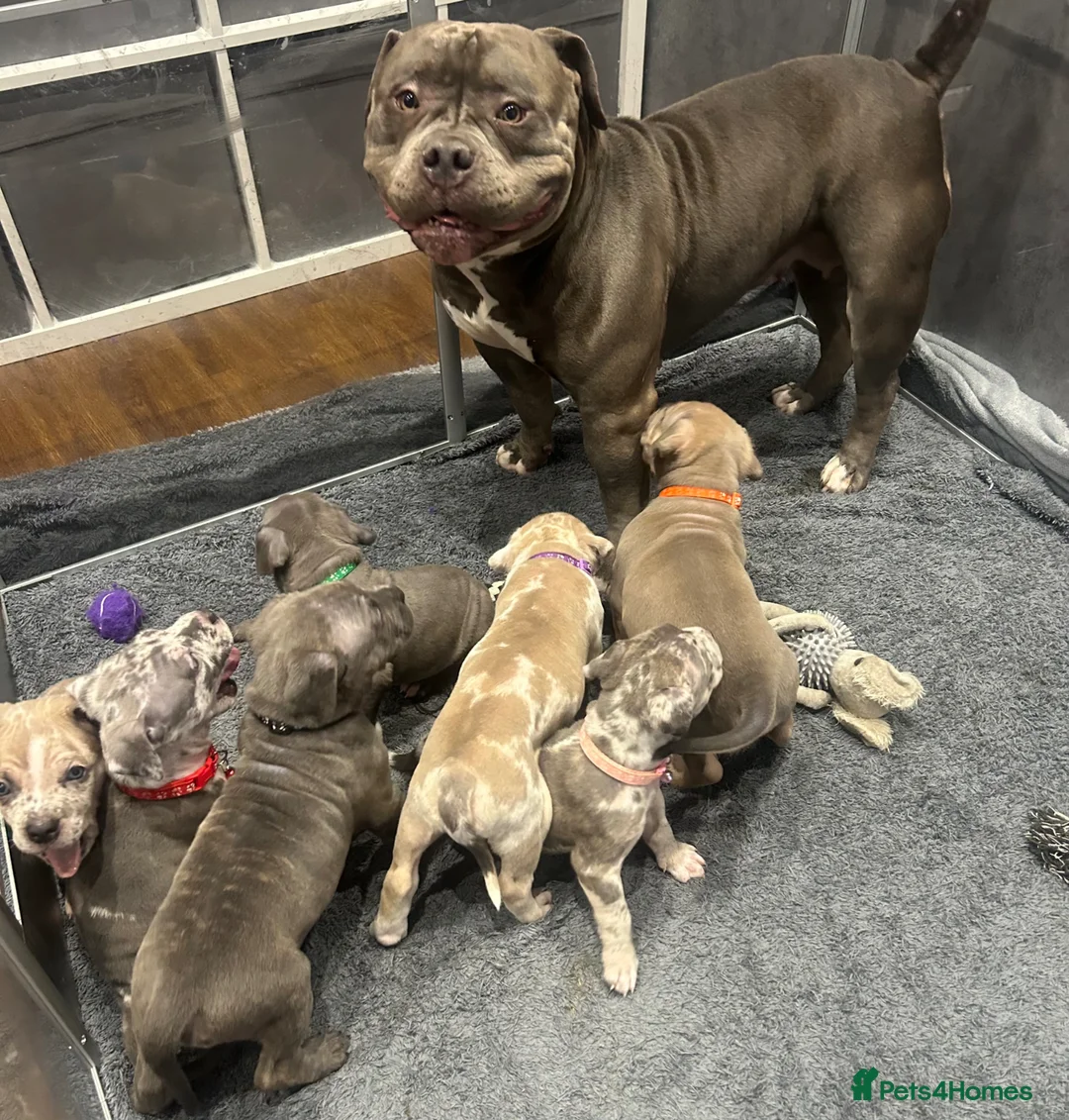 Cane Corso dogs for sale: Stunning Cane Corso x pocket Bully puppies  - Advert 8