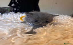 British Shorthair cats for sale: Pedigree British shorthair kittens - Image 3