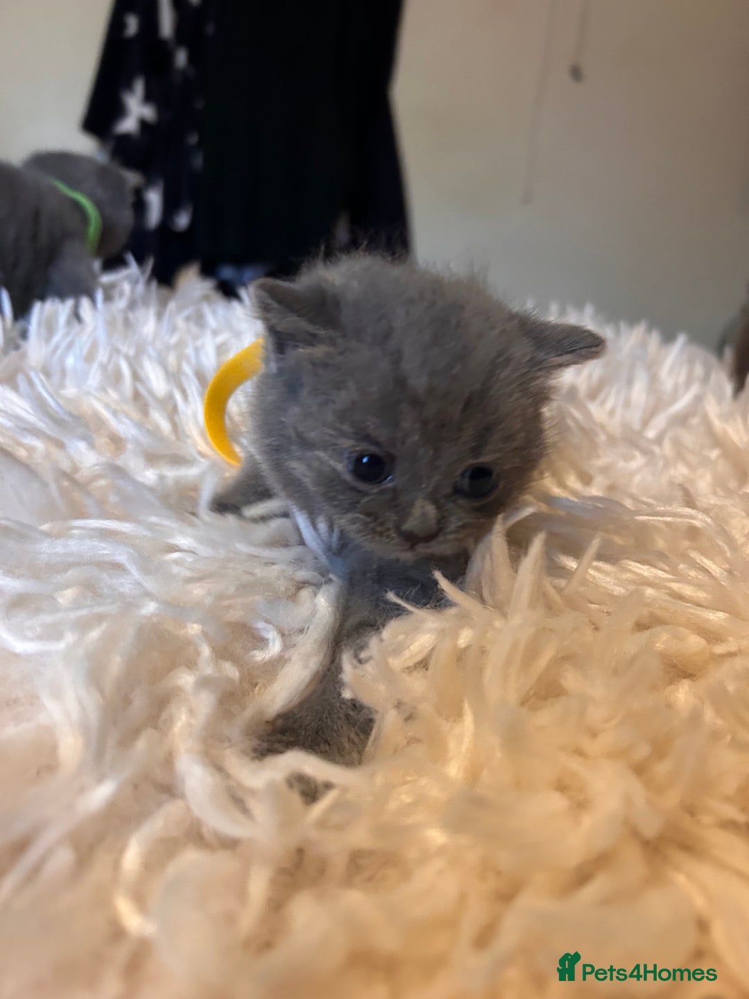 British Shorthair cats for sale: Pedigree British shorthair kittens - Image 3