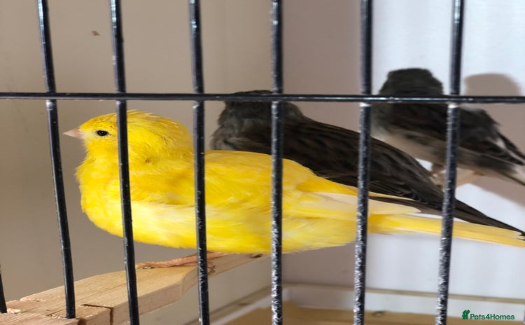 Canaries birds - Advert 1