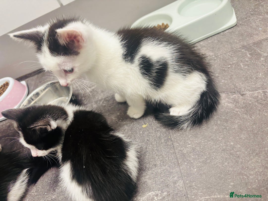 Mixed Breed cats for sale: 1 male kitten left! Ready to go❤️ - Advert 5