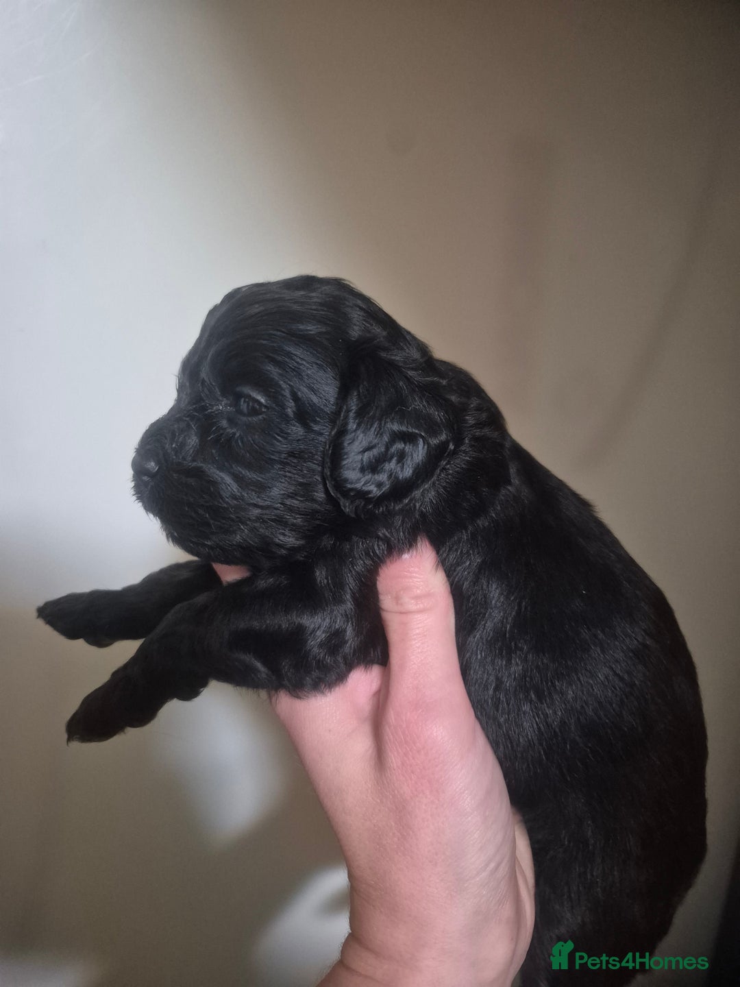 Cavapoo dogs for sale: Cavapoo babies - ready end nov - Image 8