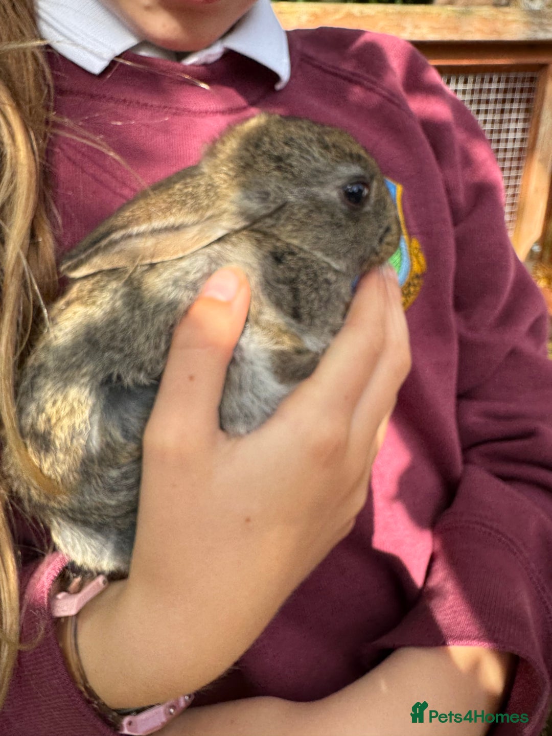 English rabbits for sale: 7 baby rabbits - Image 2