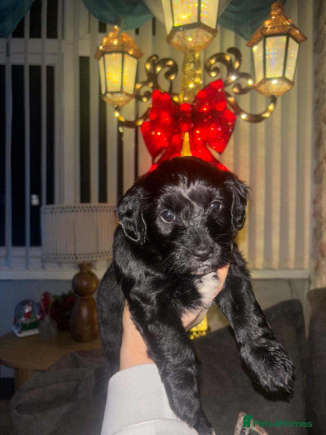 Mixed Breed dogs for sale: Cockapoochon puppies - Advert 4