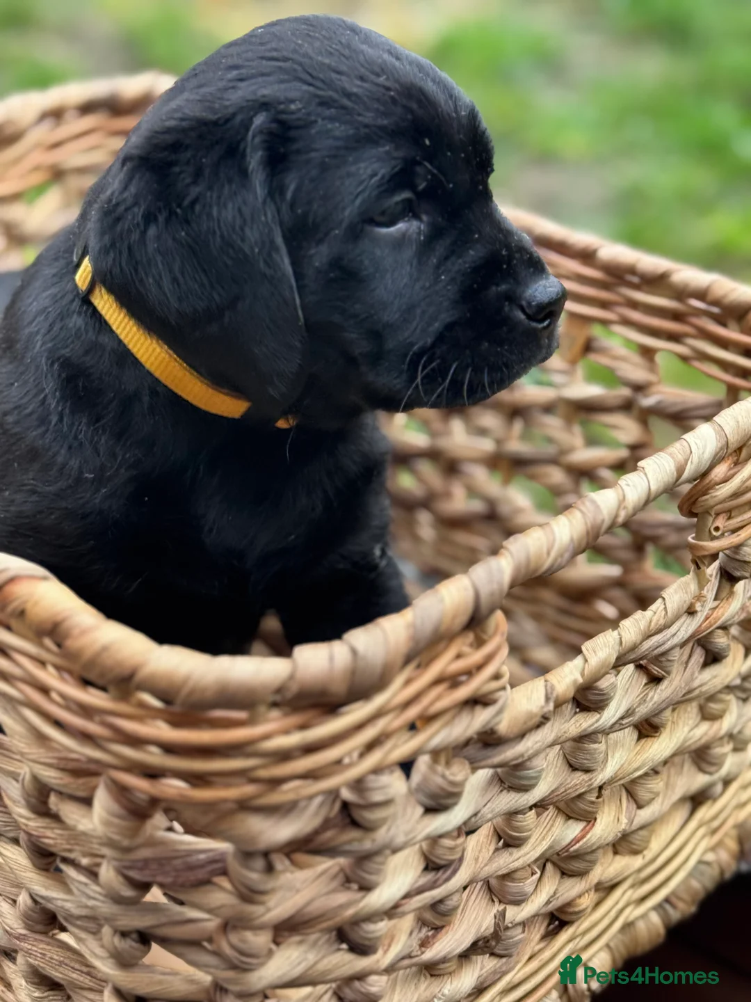 Labrador Retriever dogs for sale:  ✨ KC Registered Labrador Retriever Puppies   - Advert 12