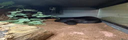 Boa Snake reptiles for sale: Ghost devil boa  - Advert 4