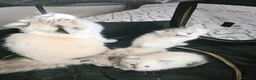 Ragdoll cats for sale: Ragdoll Lynx Point Kittens - Advert 3
