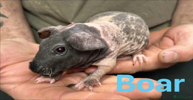 Guinea Pig rodents - Advert 5