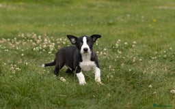 Mixed Breed dogs for sale: 🐾 Jack Russell x Border Collie Puppies  - Image 29