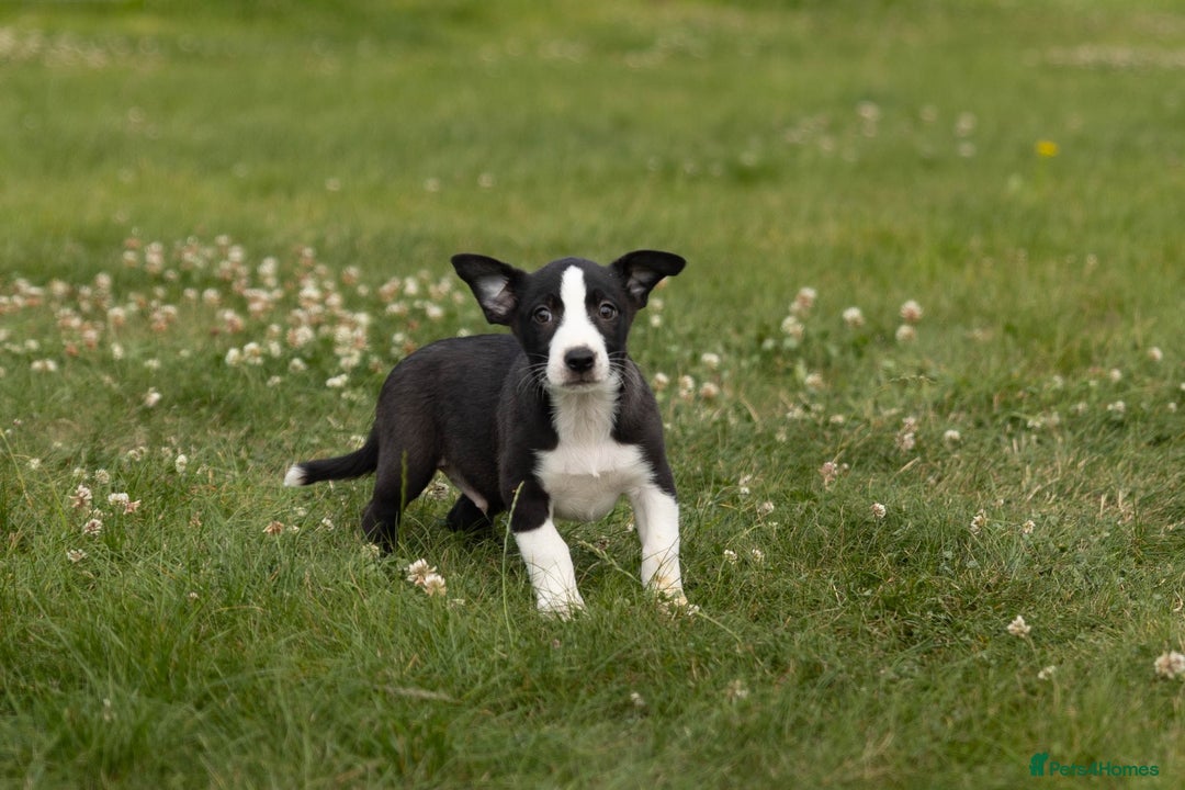 Mixed Breed dogs for sale: 🐾 Jack Russell x Border Collie Puppies  - Image 29